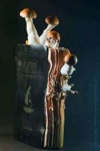 Грибы, растущие на книгах